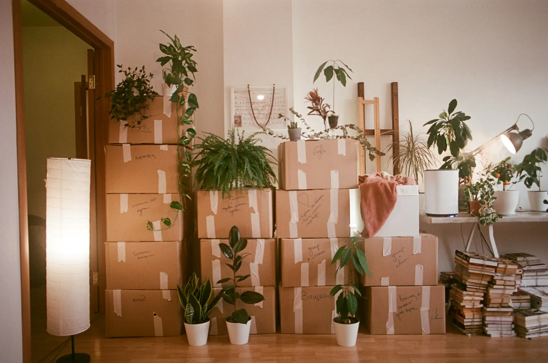 Cajas de mudanza apiladas con plantas en una sala
